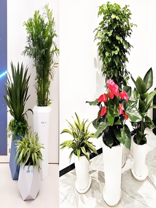 想让空间变美？余姚植物出租，价格实惠超省心！